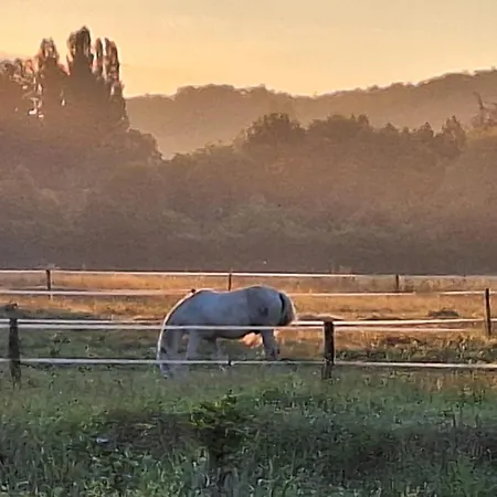 Campo de lujo Glamping Zelt Auf Reiterhof *